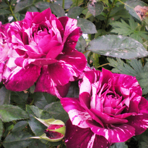 Mélange de mauve et rose - rosiers floribunda